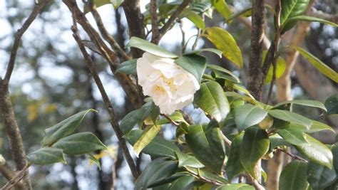 白獅子|白獅子（はくじし） ― 椿の図鑑 写真の椿園